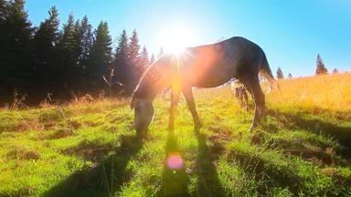 马在草地上清晨的阳光背景